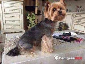 RIGAIR RIGAIR SIMPLY TE BEST &mdash; Labaza DogPedigree YorkshireTerrier